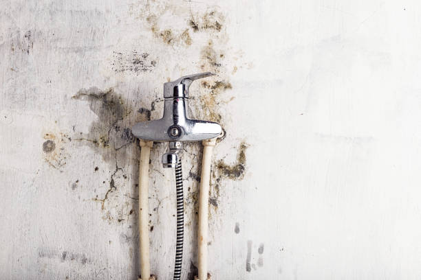 Best Best Mold Removal Companies  in Hancock, MI