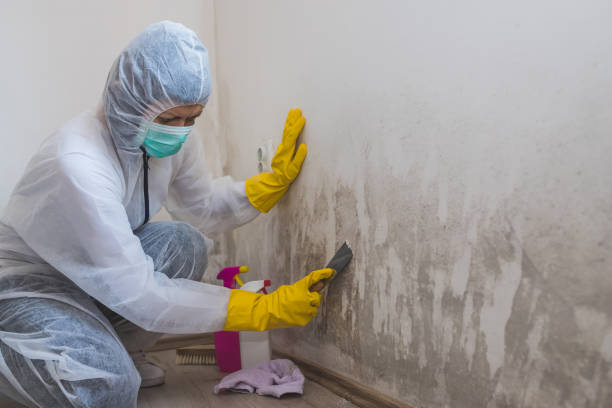 Best Residential Mold Removal  in Hancock, MI