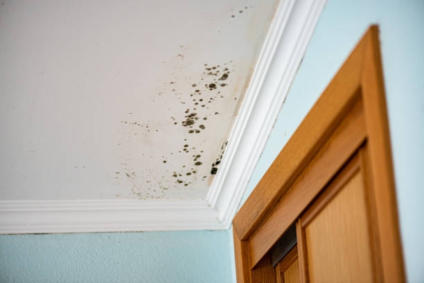 Best Mold Damage Repair  in Hancock, MI