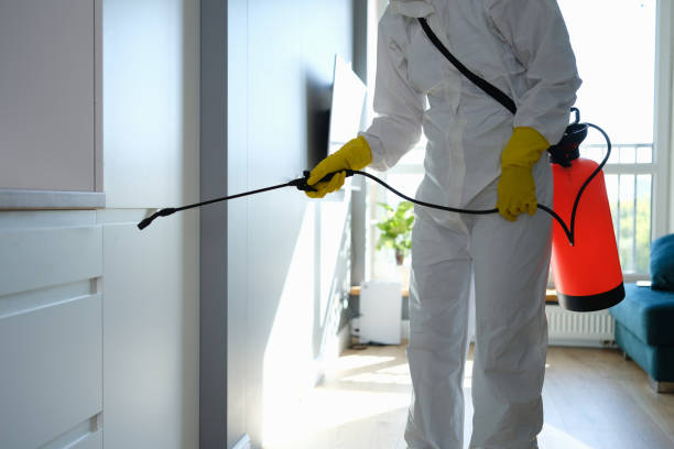 Best Attic Mold Removal  in Hancock, MI
