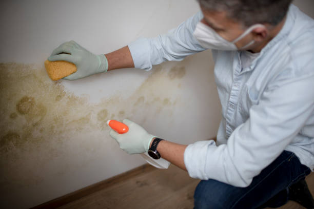Best Office Mold Removal Services  in Hancock, MI
