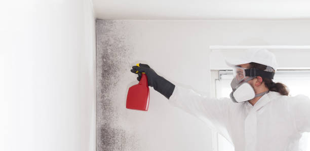 Best Mold Removal Company Near Me  in Hancock, MI