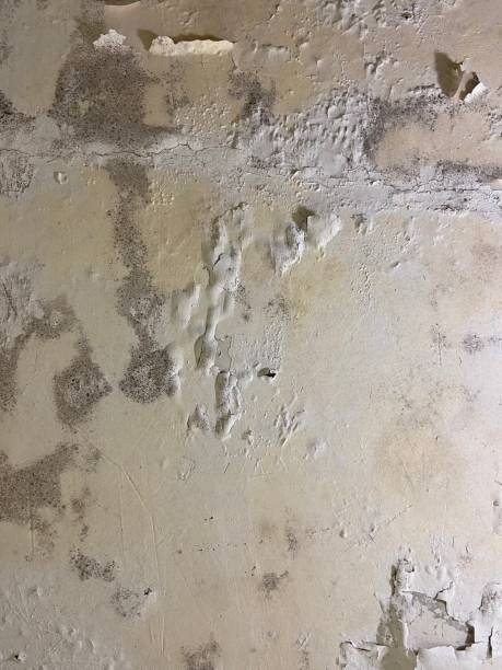 Best Mold Remediation Experts  in Hancock, MI