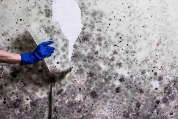 Best Black Mold Removal  in Hancock, MI