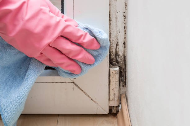 Best Residential Mold Removal  in Hancock, MI