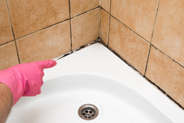 Best Commercial Mold Removal  in Hancock, MI